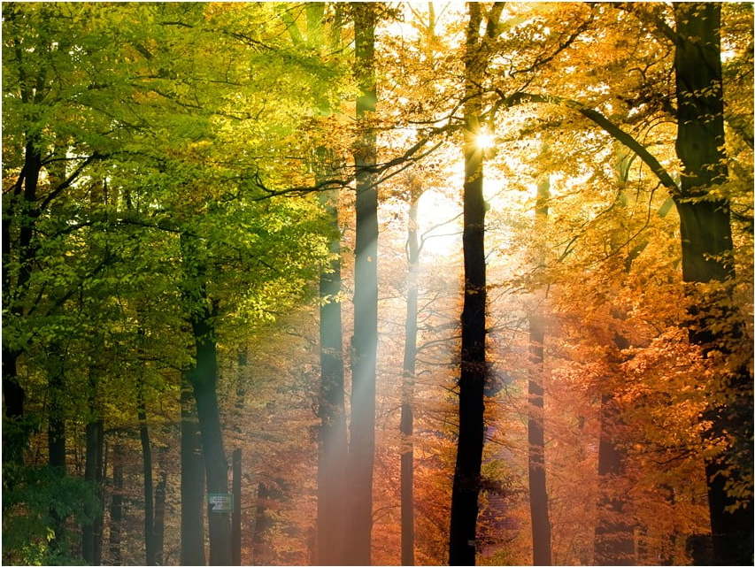Velkoformátová tapeta Artgeist Beautiful Autumn