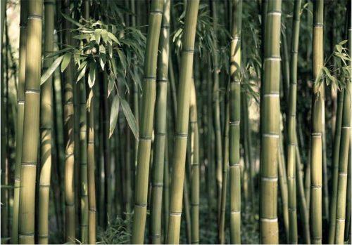 Velkoformátová tapeta Artgeist Bamboo Exotic
