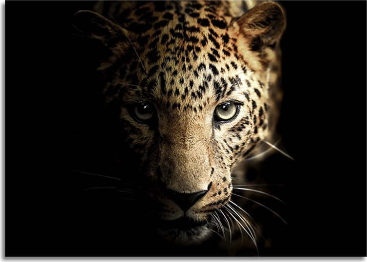 Skleněný obraz 100x70 cm Leopard - Styler Styler