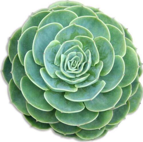 Zelené dekorativní prostírání Madre Selva Suculenta Madre Selva